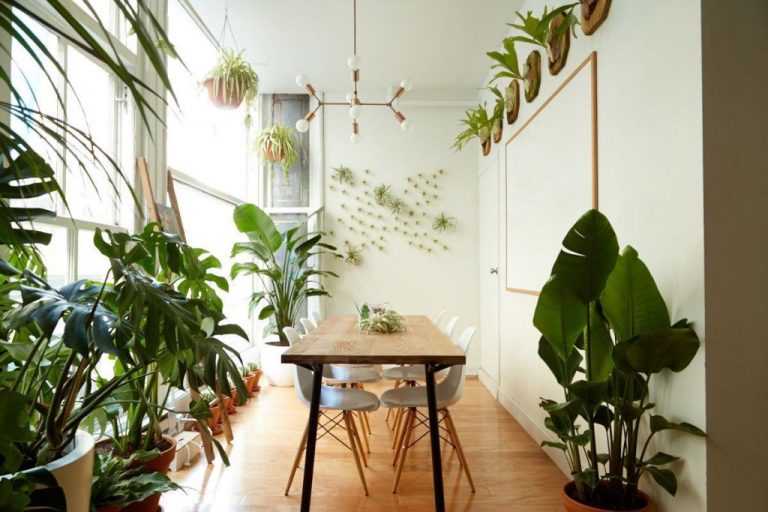 20+ Super Ideas to display Houseplants